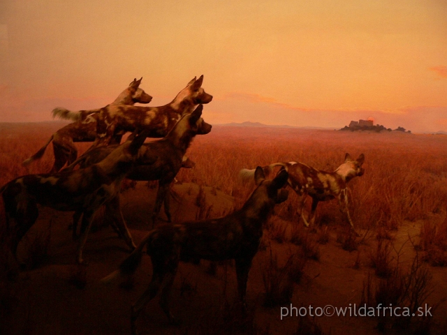 Picture 197.jpg - African Wild Dogs diorama.